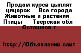 Продам курей цыплят,цицарок. - Все города Животные и растения » Птицы   . Тверская обл.,Осташков г.